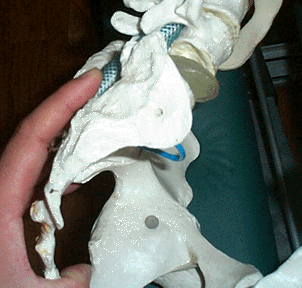仙腸関節仙骨側関節面