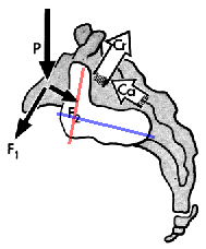 仙骨荷重ベクトルに対する靭帯、関節面形状