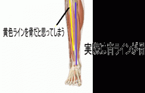 膝から下の骨が曲がって見える/前脛骨筋による錯覚図