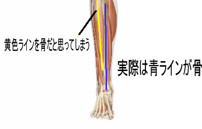 脛骨と前脛骨筋