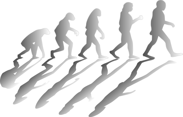 人類進化図